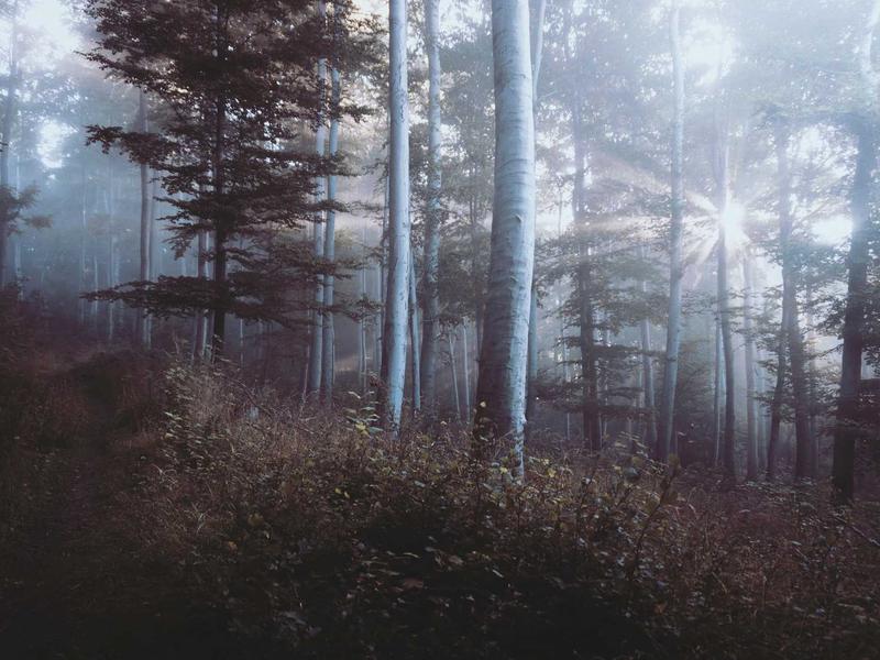 隐私网关<br>AI 鉴黄与敏感词过滤